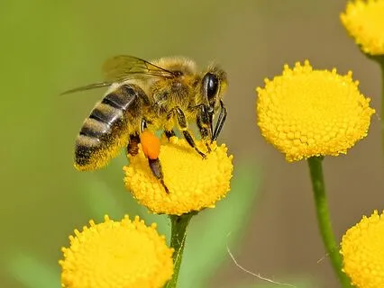 The Queen Bee (Remastered)