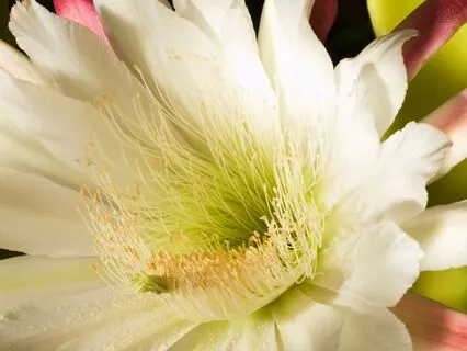 The Queen Of The Night | Southern Gothic Bedtime Tale