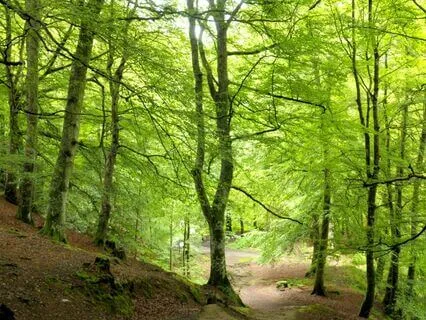 The Queen's Enchanted Adventure (Meditation Bedtime Story)