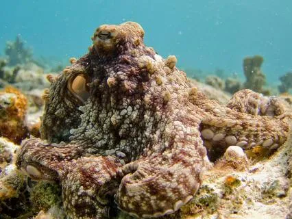 The Quiet Current Of The Deep