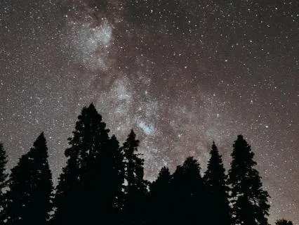 The Quiet Forest | Sleep Journey For Relaxing & Letting Go
