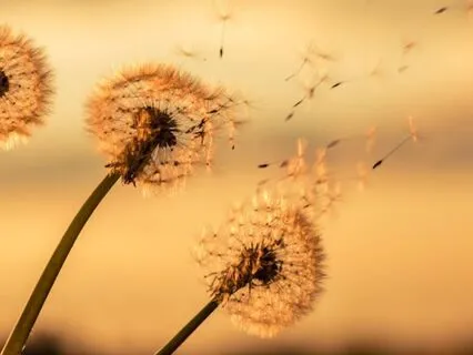 The Quiet Shift — Release Negative Energy & Invite Love