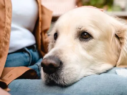 The Quiet Signs Your Dog May Be Hurting