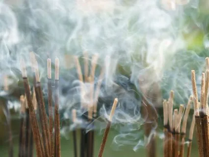 The Quiet Teachings Of The Mosquito