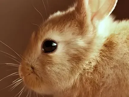 The Rabbit Hole (Meditation)