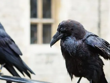 The Ravenmaster | Folklore-Inspired Sleep Story