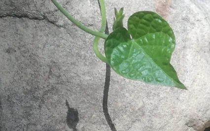 The Real Nature Of Love By Isabella Fiske Mc Farlin