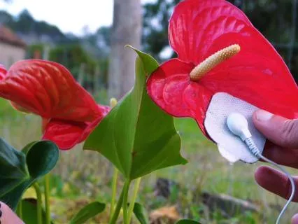 The Red Anthurium: Living Plant Music For Deep Presence