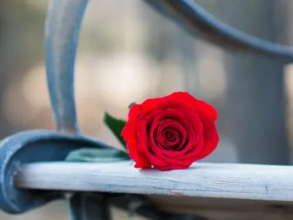 The Red Rose: Bedtime Story