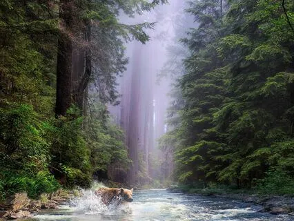 The Redwood Forest - Bilateral Safe Space Meditation