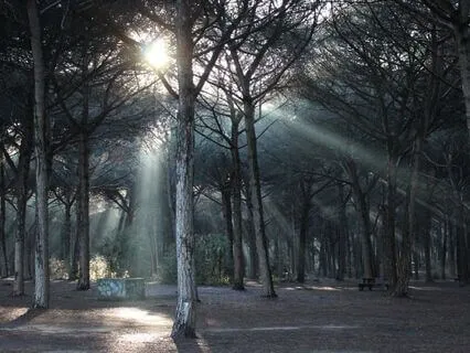 The Reflective Forest