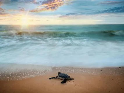 The Relaxing Journey Of Love And Hope