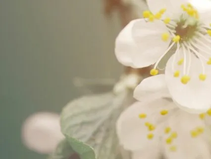 The Renewal Of Spring - Deep Rest And Restoration | 36 Mins