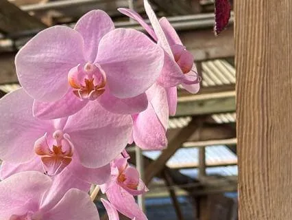 The Resource Of The Objective Observer