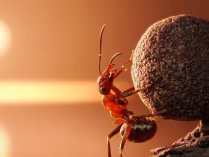 The Restless Ant - A Story For Busy Young Minds