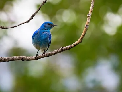 The Right To Be A Bird