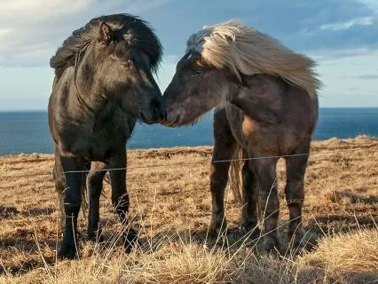 The Rings Of Awareness Parts Work Practice