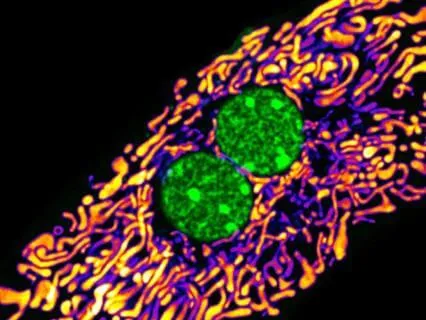 The Rise Of Mitochondria