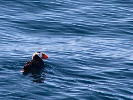 The River Is Flowing Chant