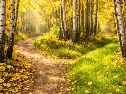 The Road Not Taken: A Personal Reflection