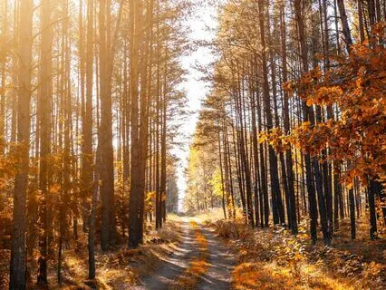 The Road Not Taken – A Mindful Pause For Reflection