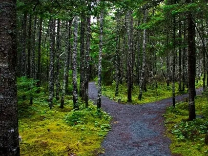 The Road Not Taken (Poem By Robert Frost)