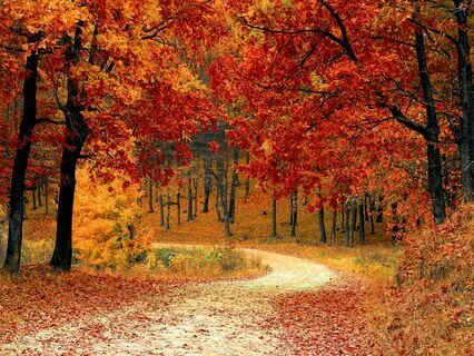 The Road Not Taken (Powerful Poetry)