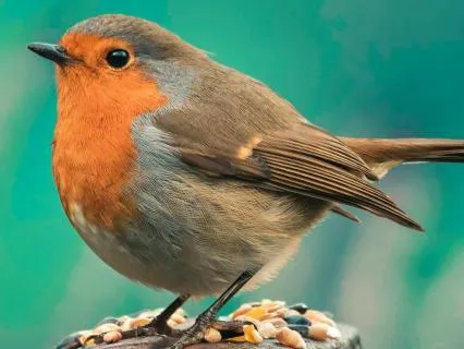 The Robin's Gentle Call - Delicate Harp