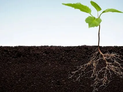 The Root Chakra - Listening To Our Inner Guidance