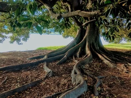 The Roots That Ground You