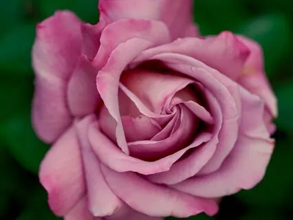 The Rose Cross Meditation: A Mystical Journey Into The Heart