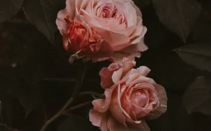 The Rose Divine Feminine Energy Activation Meditation 