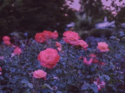 The Rose Garden Heart Chakra Meditation