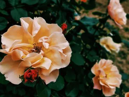 The Rose Garden of Your Heart Vocal Journey