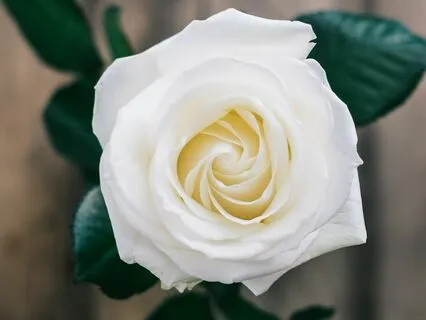 The Rose Garden: The Purifying White Rose