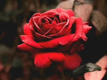 The Rose Garden: The Sensual Red Rose