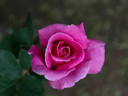 The Rose Garden: The Sweetness Of The Pink Rose
