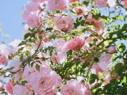 The Rose Gardens Of Venus