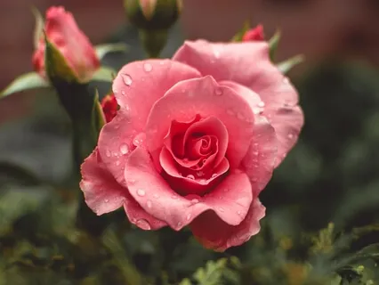 The Rose: Be Centered & In Control