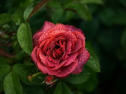 The Rose Path Heart Activation