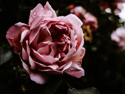 The Rosebush: For Wellness And Insights