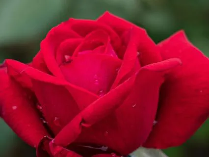 The Sacred Dance For Life By Hafiz