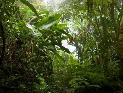 The Sacred Feminine Forest