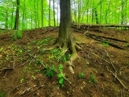 The Sacred Grove: Connecting With Mother Earth