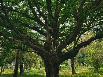 The Sacred No (Boundaries)