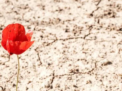 The Sacred Purpose Of Loneliness – A Message From Jeshua