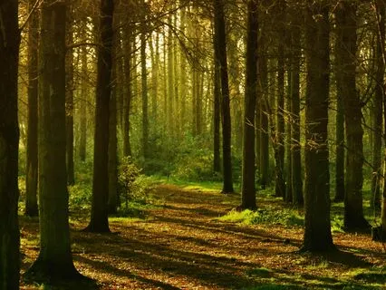 The Sage Archetype - Active Imagination