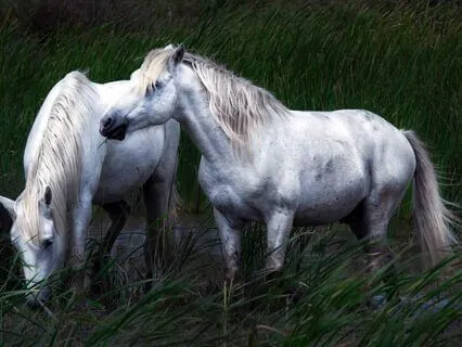 The Sandalwood Horses Of Sumba Island
