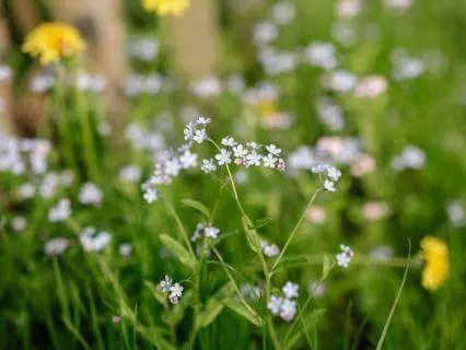 The Seasons Of Light - A Meditation For Spring And Summer