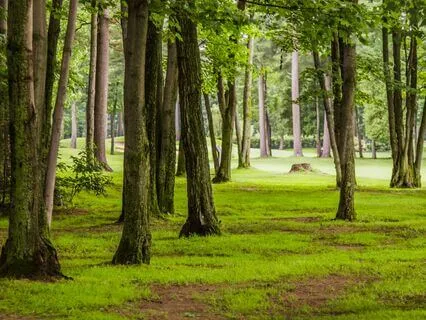 The Seasons Of The Forest: A Calming Sleep Story